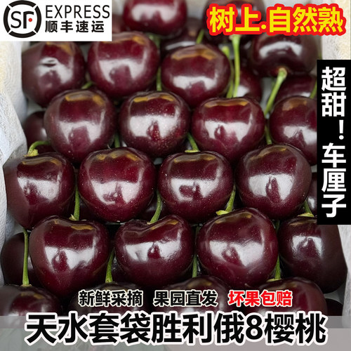 套袋大樱桃 现摘现发 国产车厘子 当季新鲜
