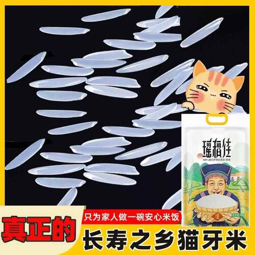 广西长寿市猫牙米10斤长粒