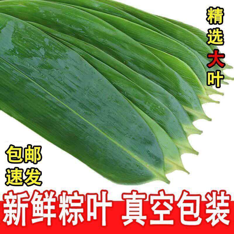 粽叶粽子叶新鲜大粽叶大宽