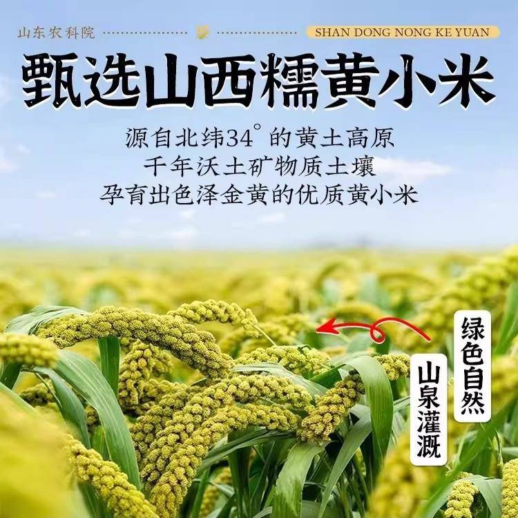 有机黄小米山西2025新米月子米五谷杂粮米糯小米农家黄米沁州优质