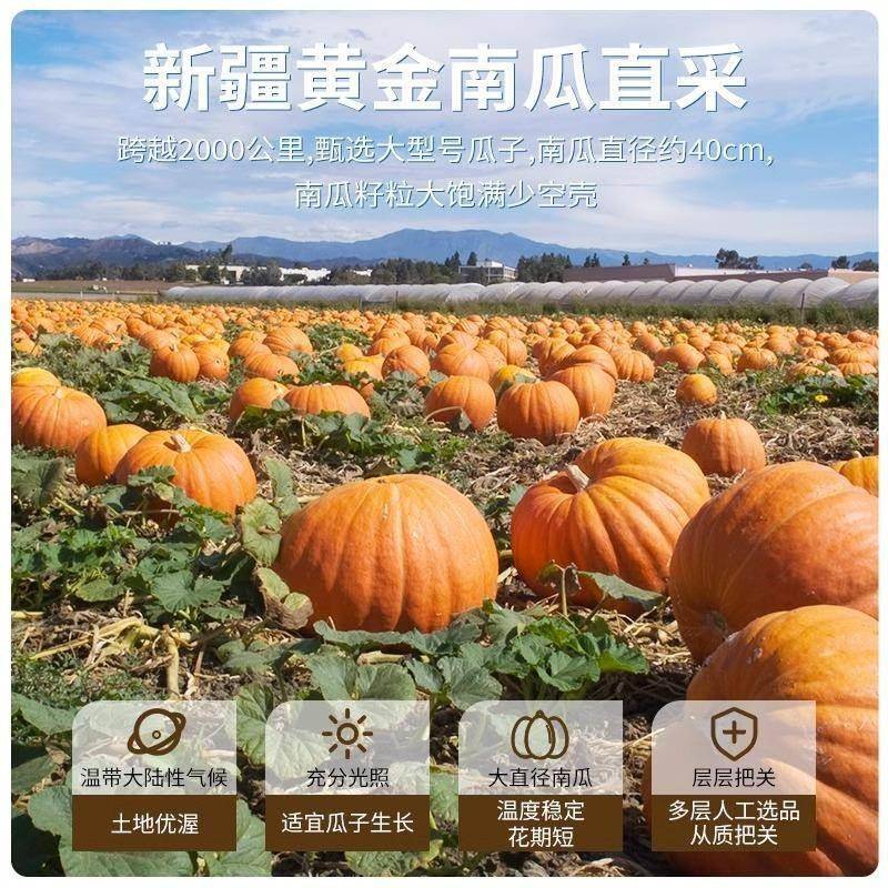 茶盐美人甲南瓜子2024新货长粒疆熟黑美人椒原味盐焗带壳瓜子零食