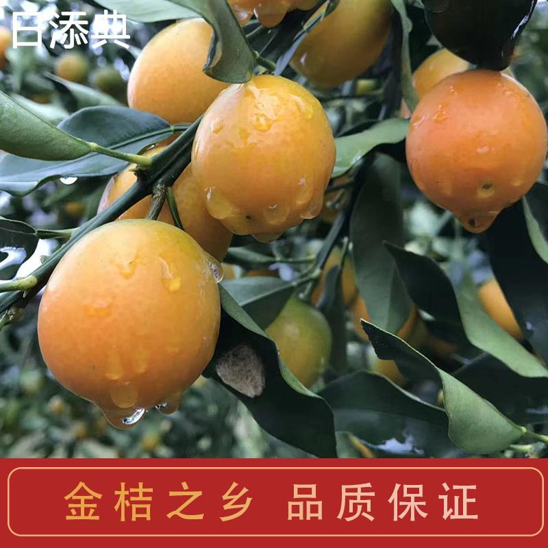 江西特产遂川金桔蜜饯休闲小吃零食手工制作清凉陈皮金桔干果脯干