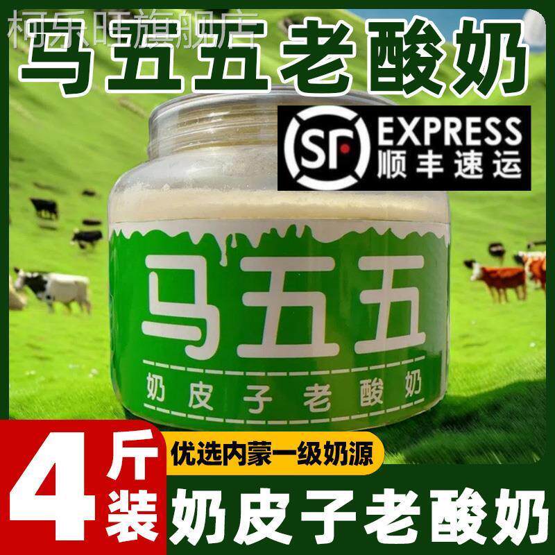 马五五奶皮子酸奶老酸奶旗