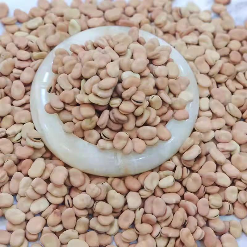 新货云南干蚕豆农家新鲜干胡豆五谷杂粮生蚕豆罗汉豆白皮蚕豆