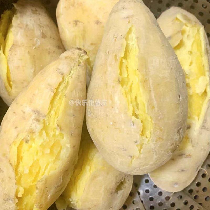 正宗潮汕现挖黄心板栗薯香甜软糯粉无公害绿色食品农家鸡蛋番薯瓜