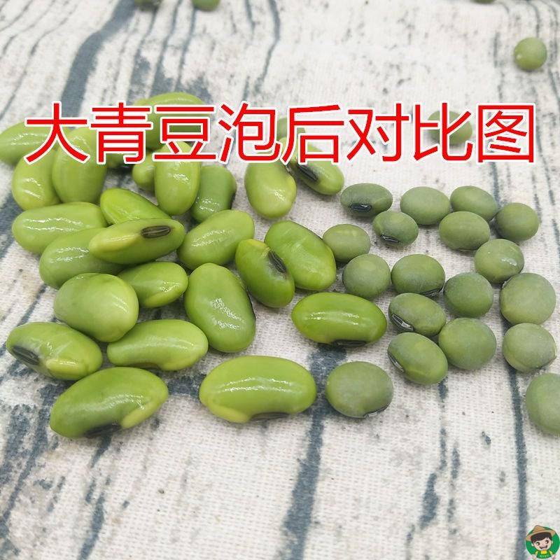 新大青豆250g/5斤农家自种青大豆干青豆绿大豆青皮青仁大黄豆包邮