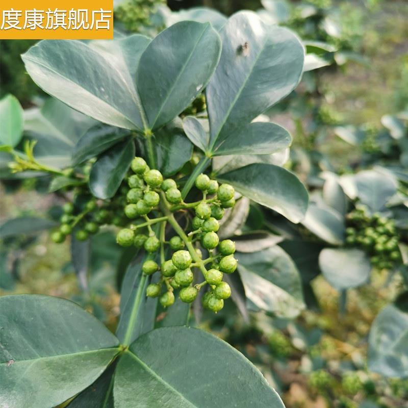 真空保鲜花椒山胡椒四川特产山苍子粒木江子新鲜非木姜子包邮