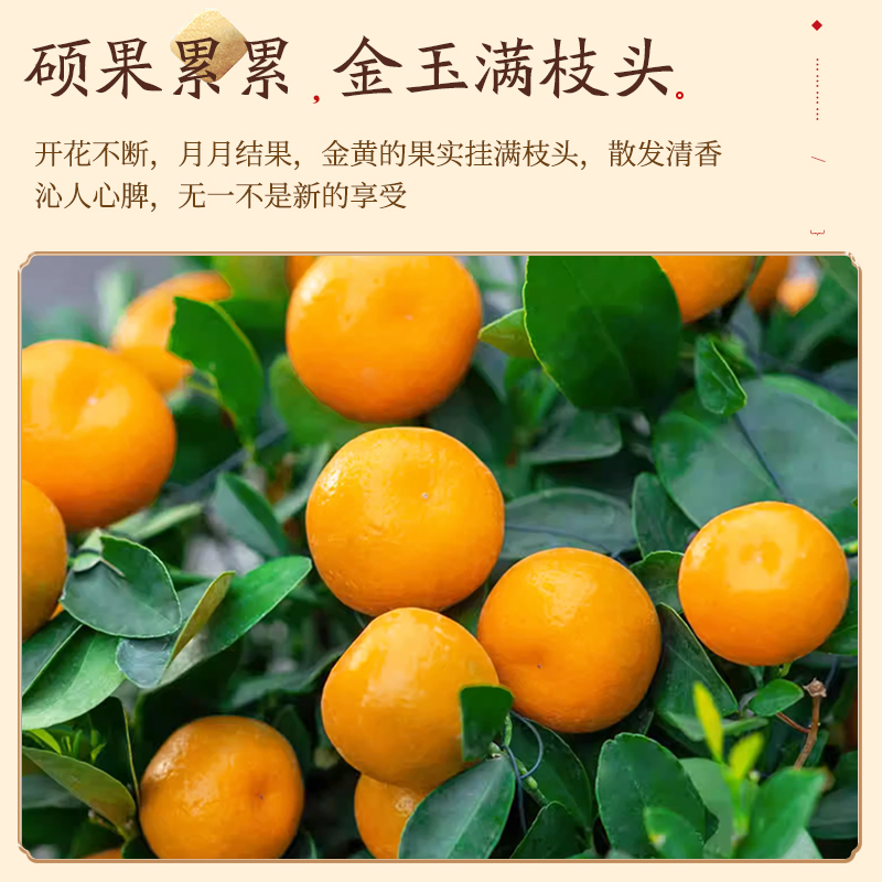 四季金桔橘子盆栽树苗绿植花卉带果客厅招财年宵植物室内常青好养