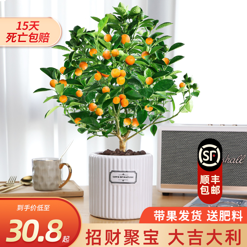 四季金桔树苗盆栽带果客厅招财植物室内外花卉绿植小橘子绿植好养