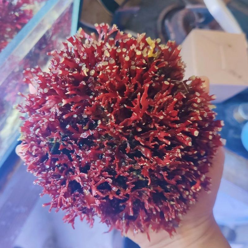 海缸高等藻绿葡萄藻红葡萄藻鹿角藻降低no3po4净化水质海缸造景