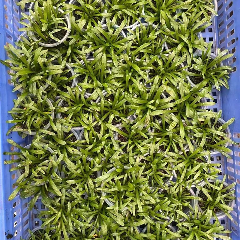 迷你小水兰果冻杯水草缸鱼缸造景前中景水草场直发增氧淡水活植物