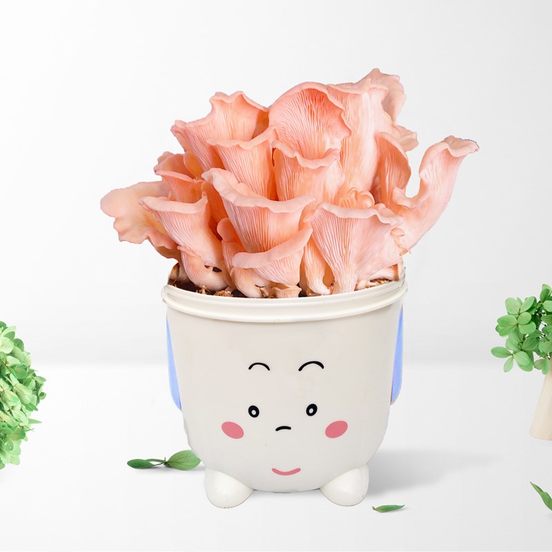 平菇卡通盒装蘑菇娃娃种植包菌包阳台礼盒可食用菌家庭养种用菌种