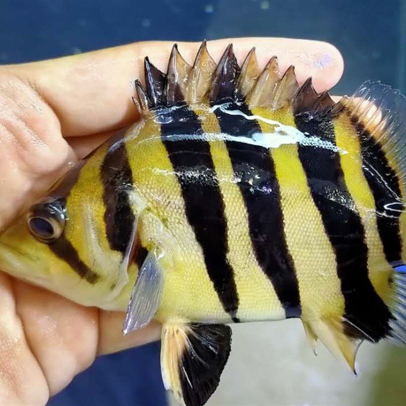 印尼三纹虎鱼泰国泰北虎淡水苏虎杂纹四纹虎观赏鱼练手虎鱼虎鱼苗
