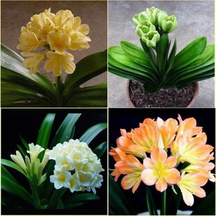 盆栽兰花苗 黄花君子兰苗 白花君子兰苗 盆栽花卉 绿花君子兰盆栽