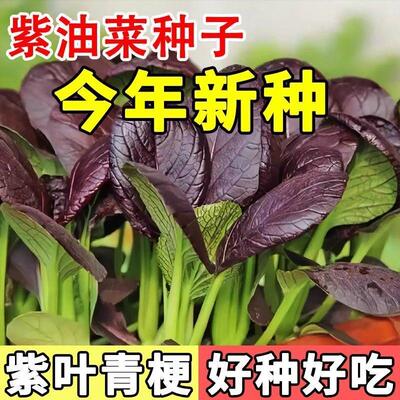超耐热紫罗兰紫油菜种籽
