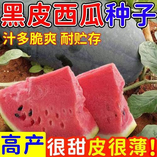 黑皮无籽西瓜种子特大高