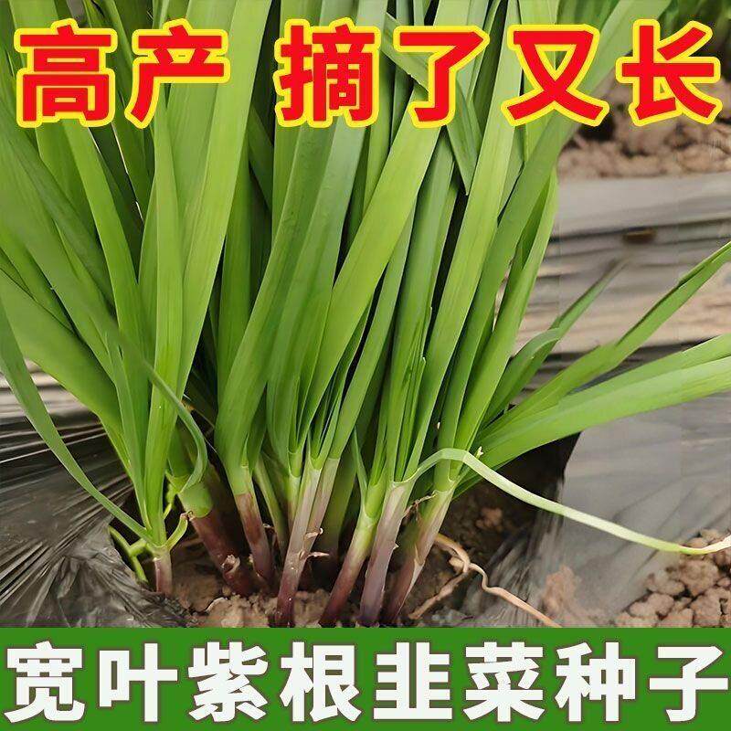 老品种紫根韭菜种子红根韭菜宽叶非菜籽蔬菜种子阳台盆栽种子庭院