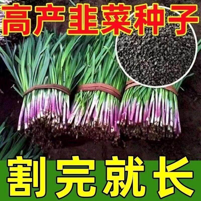正宗紫根韭菜种子高产宽叶红根韭菜种子阳台盆栽四季种植蔬菜种子
