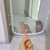 防猫窗网拦猫外出防猫跳楼外出定制窗户卧室阳台宠物防护隔离网