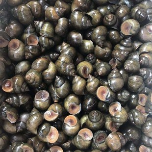 脆螺青鱼鱼饵薄壳脆螺钓鱼黑鲩青鱼饵料田螺石螺打窩脆皮螺