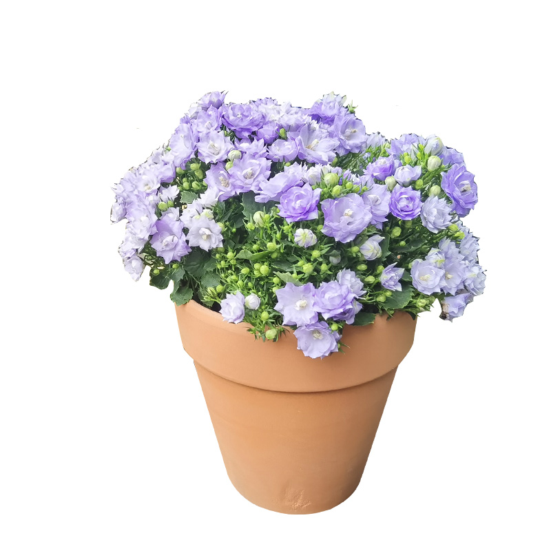重庆紫色丹麦风铃花室内阳台四季开花植物盆栽易养活带花绿植