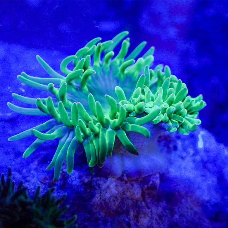 奶嘴海葵小丑鱼共生海葵海缸软体珊瑚荧光粉点海葵紫点白公主海葵