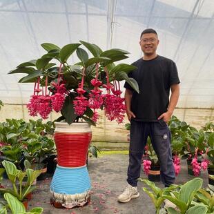 进口宝莲灯花盆栽带花苞发货室内阳台植物好养的大花苞灯笼花花卉