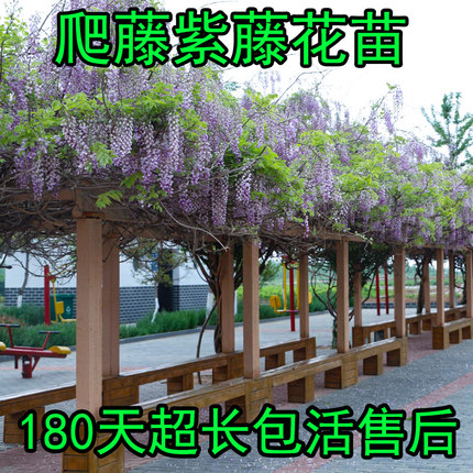 紫藤苗树苗攀援爬藤植物庭院栅栏室内阳台别墅庭院开花卉种子盆栽