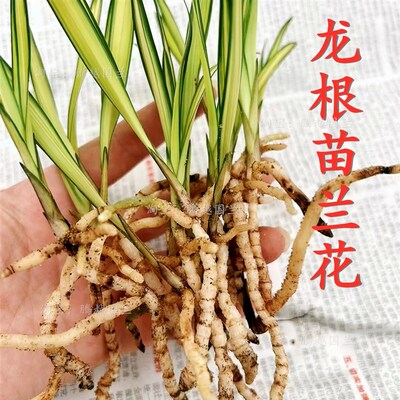 龙根兰花苗中透艺大p绿帽艺草室内客厅桌面绿植花卉美观好养活