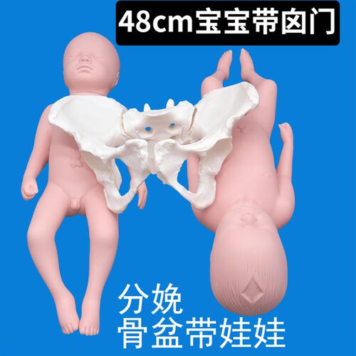分娩示教骨盆模型含娃娃模型 动态骨盆L耻骨联合骶髂关节可分离