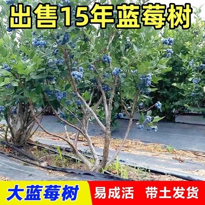 蓝莓树苗庭院种植L25果大纯甜