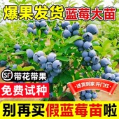 蓝莓树果苗盆栽特大号蓝莓果苗苔藓带果子南北方种植L25果树大全