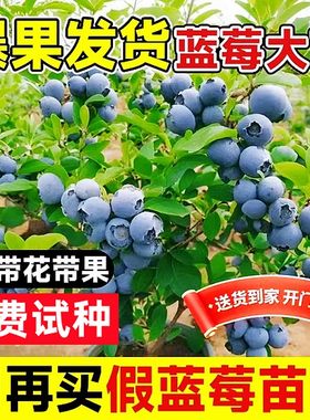 蓝莓树果苗盆栽特大号苔藓