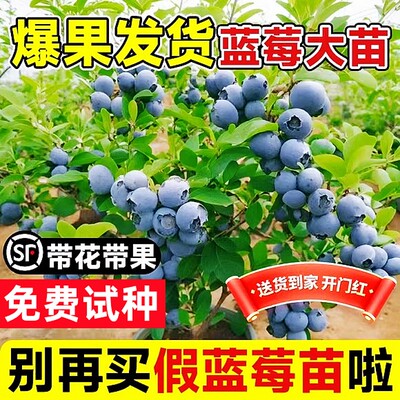 蓝莓树果苗盆栽特大号苔藓