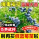 蓝莓树果苗盆栽特大号蓝莓果苗苔藓带果子南北方种植L25果树大全