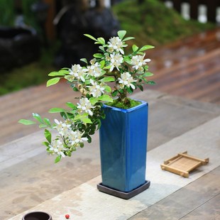 盆栽客廳凈化空氣植物懸崖造型好養(yǎng)九里香綠植開花Y花卉盆景室內(nèi)