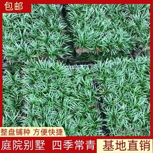 玉龙草矮麦冬方盘四季常绿草坪耐寒耐旱多年生庭院盆栽绿化宿根