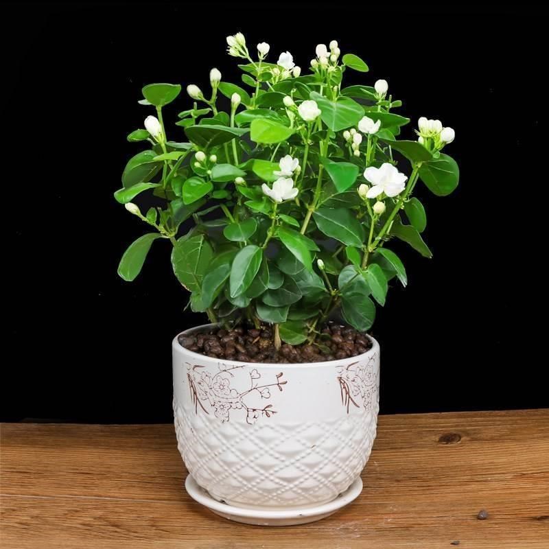Jasmine potted plant sindoor balcony flowers bonsai mosquito