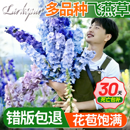 拾园记大花飞燕草耐寒庭院绿植