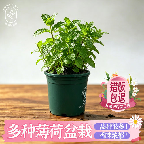 拾园记草莓薄荷苗盆栽地栽可驱蚊