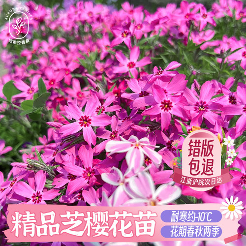 拾园记芝樱苗耐寒多年生地被