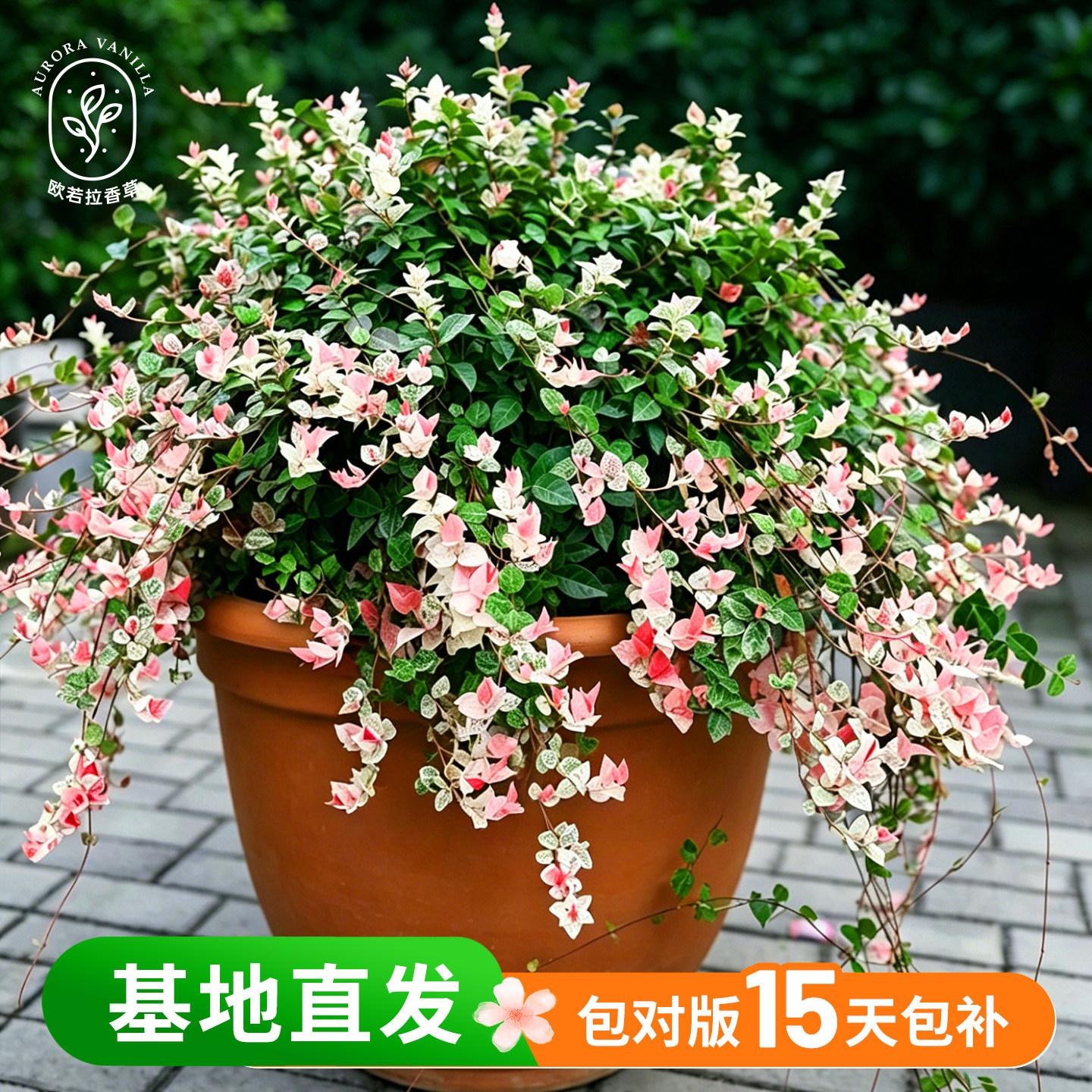 花叶络石黄金彩叶盆栽苗观叶吊兰垂吊藤蔓绿植耐热耐