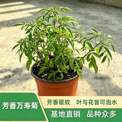 香草植物