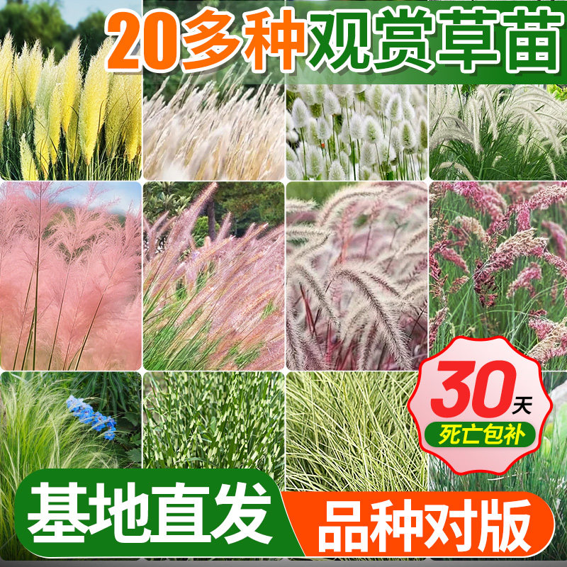 庭院观赏草矮蒲苇白穗狼尾草花园地被细叶芒狼尾草羽毛草耐寒耐寒