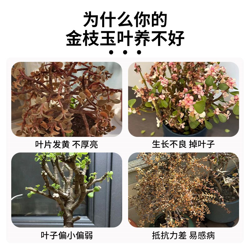 金枝玉叶专用肥多肉怎么养优牙素变色出锦优芽素爆芽水非药花肥料