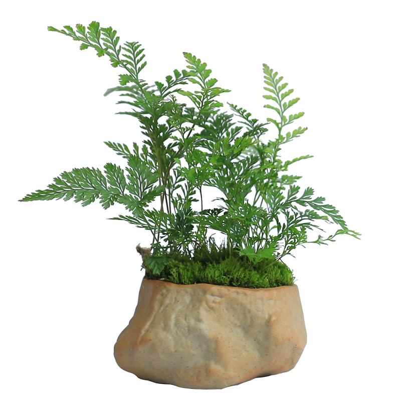 狼尾蕨趣味迷你蕨类植物盆栽四季常青室内净化空气植物桌面好养