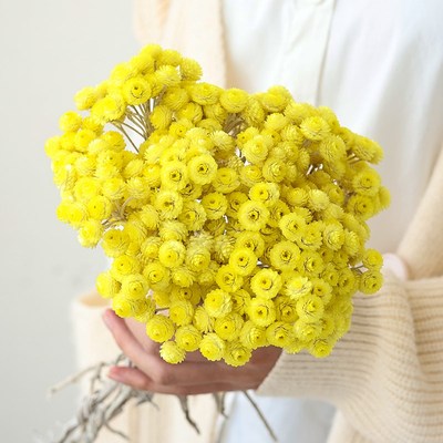 进口帝王菊干花花束永生花高级感真花民宿卧室装饰摆件小清新插花