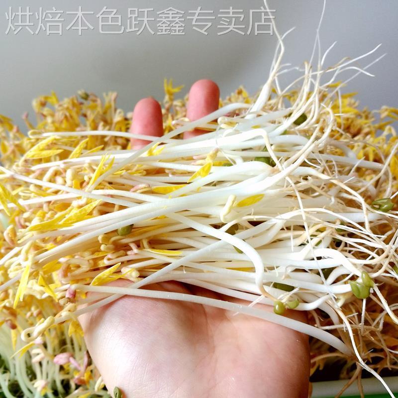 新货发豆芽专用绿豆5东北农家自种中粒2斤大明绿豆芽豆生粗小绿豆