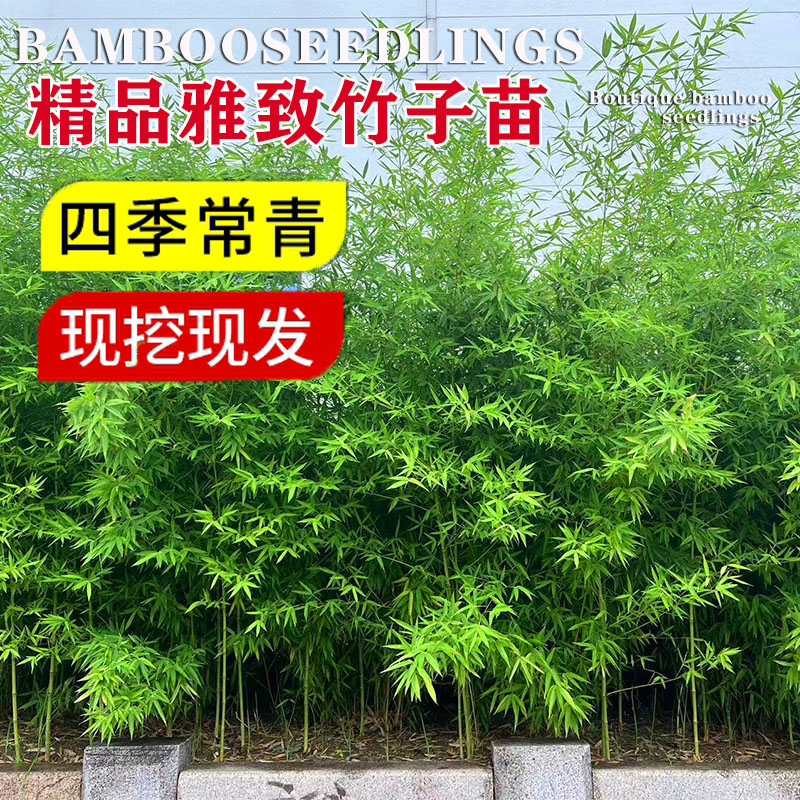 景观竹全冠不剪头四季竹子苗庭院绿植竹子盆栽紫竹罗汉竹金竹绿竹