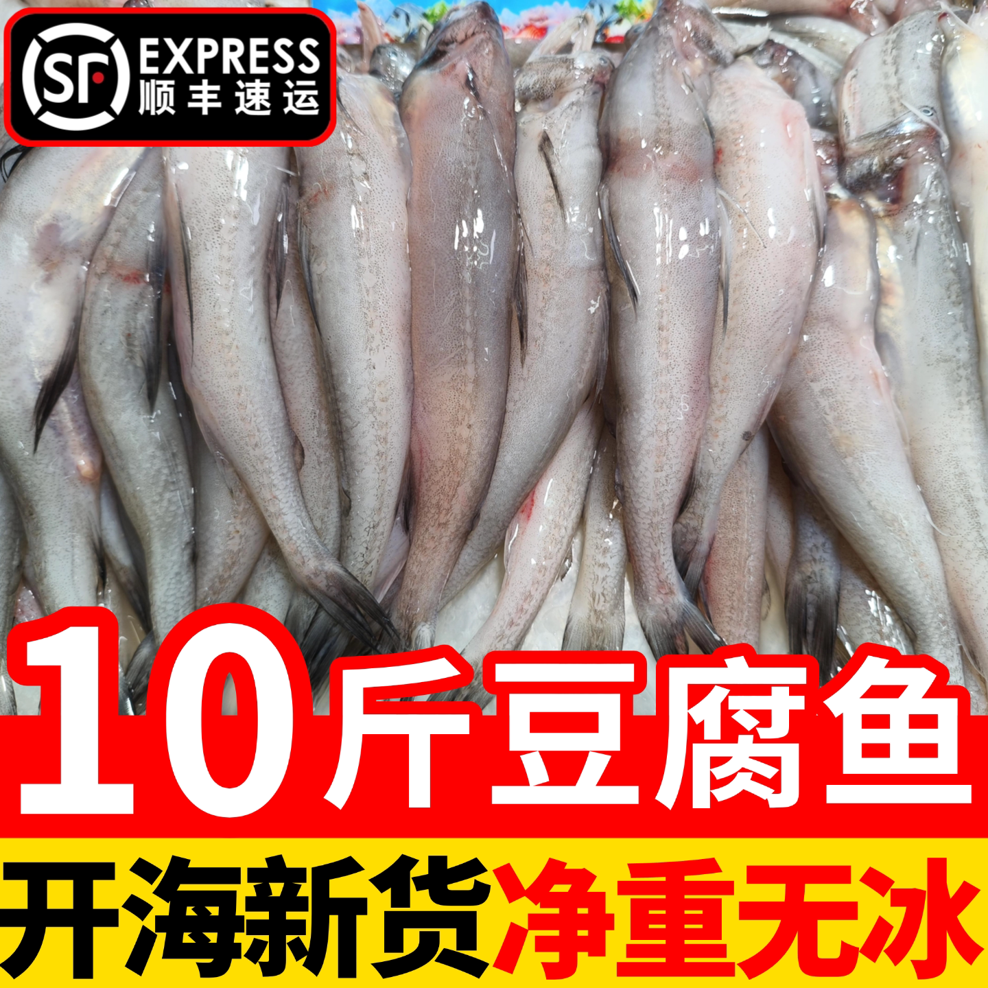 特大龙头鱼新鲜豆腐鱼鲜活海鲜水产冷冻九肚鱼生鲜水产野生水潺